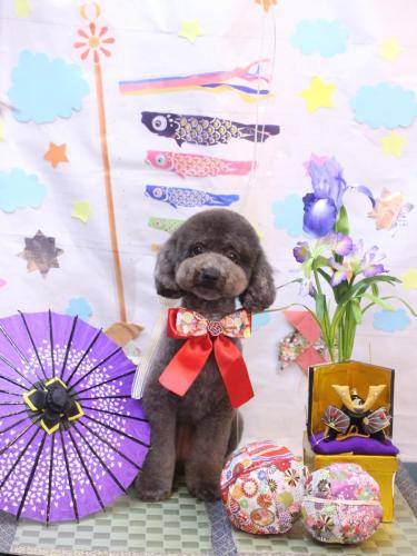 20240515chipieちゃん